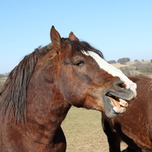 Horse Laughing