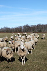 Wall Mural - Sheep Flock Facing Camera