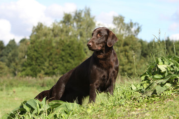 Wall Mural - belle position du retriever aux aguets