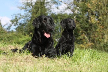 Wall Mural - bitch of flat coated retriever and puppy