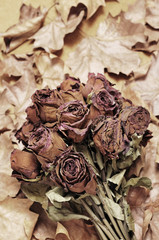 Wall Mural - dried roses