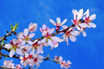 Canvas Print - almond blossoms