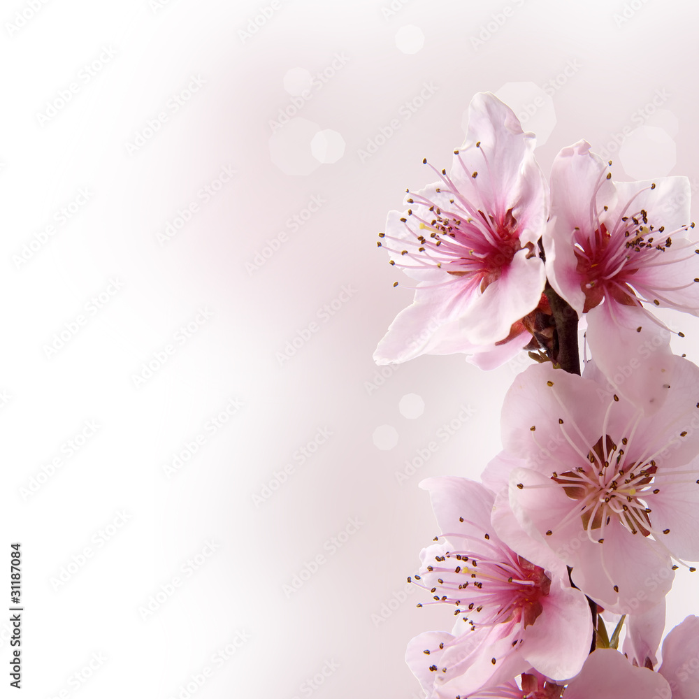 Carta da Parati Bella rosa fiori di pesco su sfondo verde