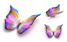 Colorful Butterfly Over White