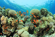 Beautiful Coral Reef with Tropical Fish