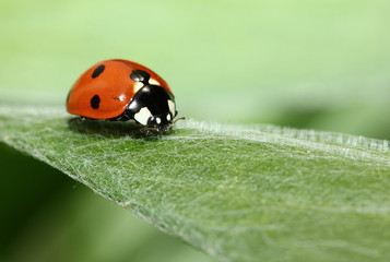 Canvas Print - Coccinelle