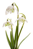Fototapeta  - Snowdrop- spring white flower (Galanthus nivalis)