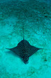 Eagle ray in the sand