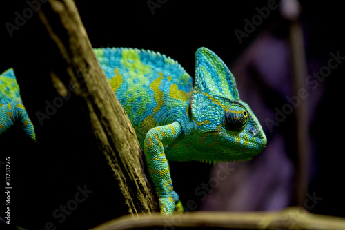 Naklejka samoprzylepna Kameleon