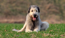 Irish Wolfhound II