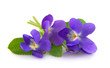 Wild spring violets