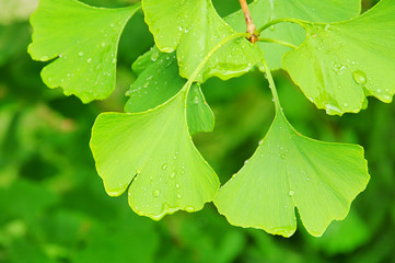 Sticker - Ginkgo 46