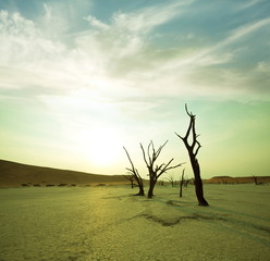 Wall Mural - Namib