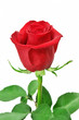 Leinwanddruck Bild - Beautiful red rose