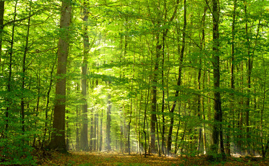 Fototapete - Grüner Laubwald
