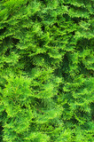 Fototapeta Sypialnia - Cypress needles