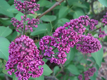 Lilac Flowers On The Bush