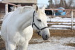 White horse portrait with dark blue headcollar