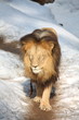 Lion walking in snow