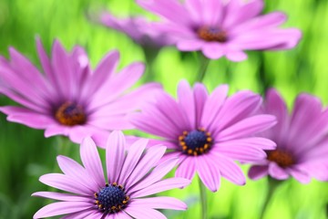 Canvas Print - Purple daisy