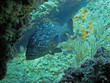 Dusky grouper fish underwater, Mediterranean sea, Costa Brava, Catalonia, Spain