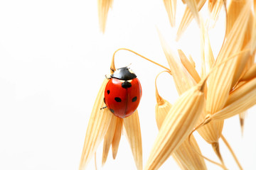 Canvas Print - ladybug on wheat