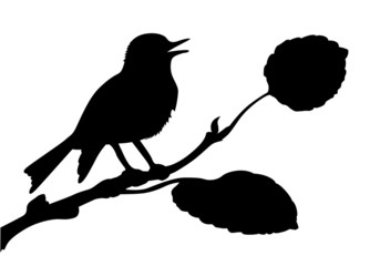 Wall Mural - silhouette of the bird on branch