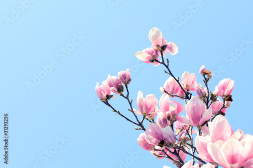 Board z aluminiowym obramowaniem Drzewo magnolii