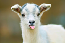 Funny Goat Puts Out Its Tongue