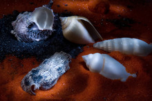 Still Life With Seashells