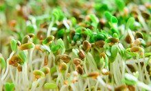 Alfalfa Sprouts Close Up