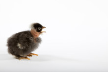 Funny Naked Neck Baby Chick Shouting