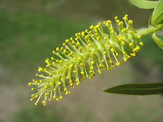 Wall Mural - Yellow catkin of willow. Macro