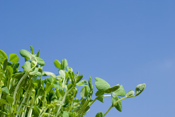 Poster - 豆苗の新芽と青空