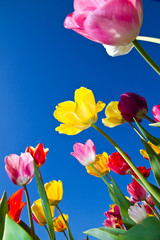 Fotomurales - Tulips in blue heaven