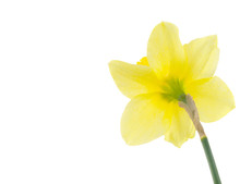 Yellow Daffodil Close-up
