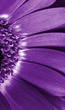 Close up  purple daisy gerbera . 