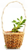 Fototapeta Kwiaty - Small tree in the basket