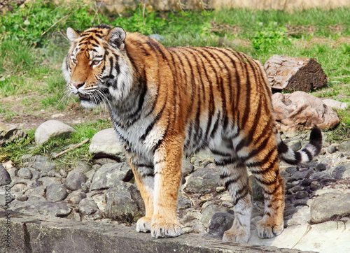 Tapeta ścienna Tygrys syberyjski w wiedniu zoo