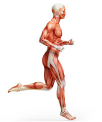 Wall Mural - anatomy, muscles