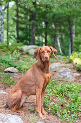 Wall Mural - Female Vizsla Dog Sitting in the Woods