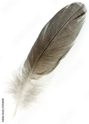 Ressort Plume Doiseau Vers Le Bas Photo Gratuite Sur Pixabay