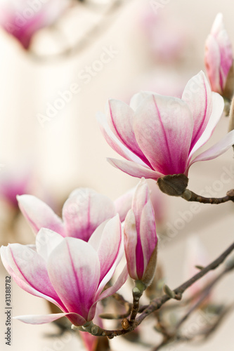 Board z aluminiowym obramowaniem Magnolie, magnolia