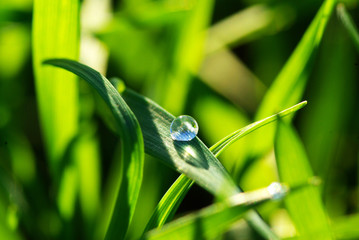 Wall Mural - drop on grass