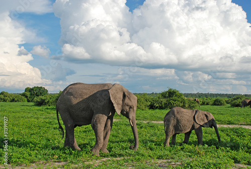 Tapeta ścienna Słonie matki i dziecka w savannah (zimbabwe)