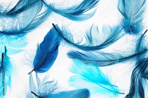 Naklejka - mata magnetyczna na lodówkę feathers