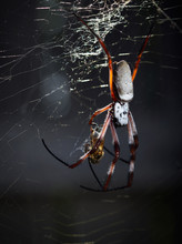 Orb Spider In Web Eating Fly