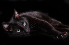 Black Cat Showing It's Claws Lying On Black Background