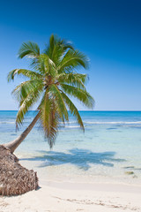Wall Mural - Green palms on white sand beach under blue sky