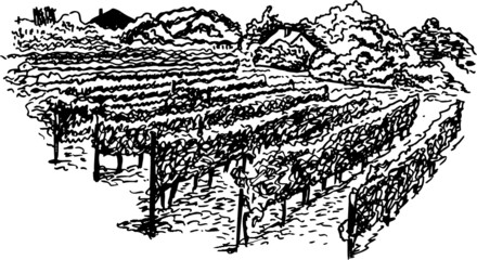 vineyard hand drawing